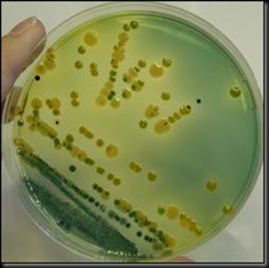 What is a mixed culture in microbiology?